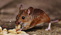 24 Hour & Emergency Exterminators in June Lake Junction, CA